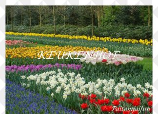 สงกรานต์ เที่ยวยุโรป 6 ประเทศ สวนเคอเคนฮอฟ-เบลเยียม