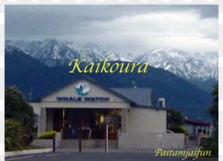 เที่ยวนิวซีแลนด์ 15 วันจากเกาะเหนือสู่เกาะใต้ ไคคูร่า- ไคร้สเชิร์ช