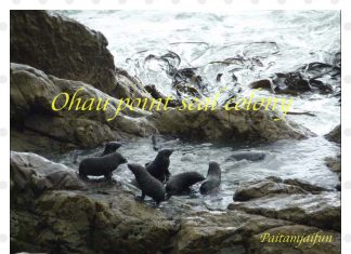 เที่ยวนิวซีแลนด์ 15 วันจากเกาะเหนือสู่เกาะใต้ ไคคูร่า